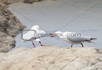 Red-Billed Gulls