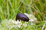 Slug on a Flower