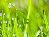 Grass and water drops