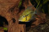 Yellow Fire Mouth (Thorichthys passionis)
