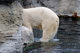 Wet polar bear 