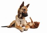 malinois and ginger cat