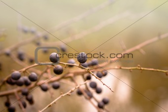 Autumn background with blackthorn with very shallow focus 