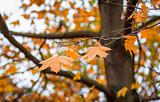 Autumn maple leaves with shallow focus background 