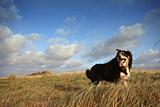 A border collie in long grass
