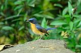 male hill blue flycatcher 