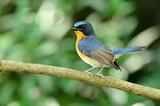 male hill blue flycatcher 