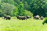 wild Indian elephants in the nature 