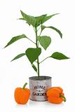 Orange Pepper Plant