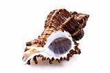 Sea conch on white