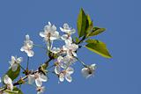 Cherry branch with spring flowers