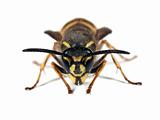 Wasp - Vespula vulgaris