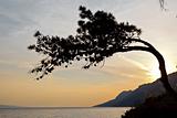 Pine Tree at the Sunset in Croatia