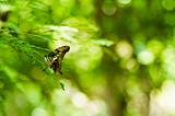 Butterfly in green nature