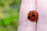 ladybug in hand