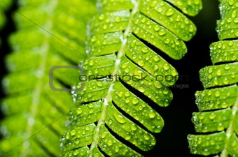 green leaf and water drops