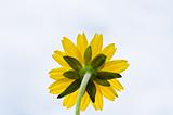 yellow flower and sky in green nature