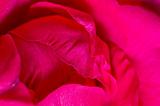 Pink rose macro 