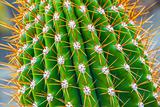 Close-up cactus