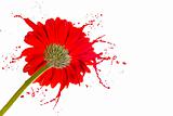 red flower with splashes