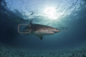 Sunlit shark