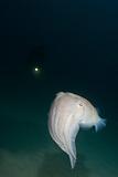 Cuttlefish closing in
