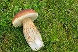 boletus founded in forest