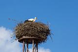 a mother white stork bird on a chimney 