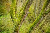 Bright Green Moss (bryophytes) on tree trunks