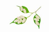 Natural supplement pills and fresh leaves - alternative medicine concept