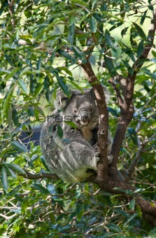 australian koala in a tree