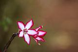  Impala lily flower