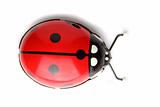 old red ladybird toy