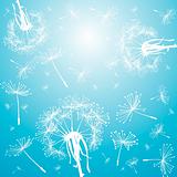 Blue background with dandelions