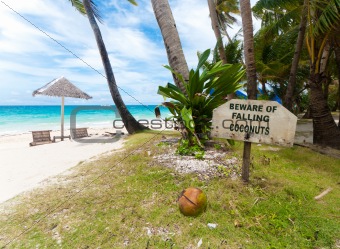 falling coconuts
