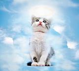 Cat in heaven