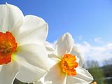 Spring flower - narcissus