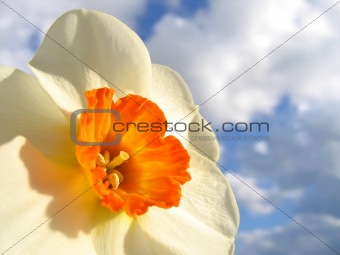 Spring  flower - Narcissus