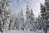snowy pine forest