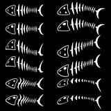 A set of fish skeletons. 