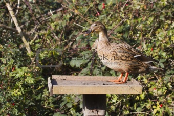 Duck on a bird table