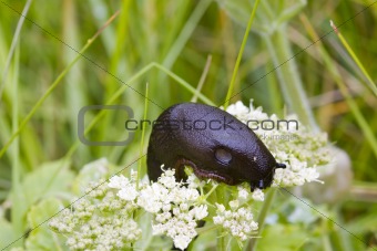 Slug on a Flower