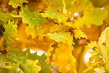 autumn colors of oak leaves 