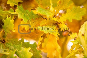 autumn colors of oak leaves 