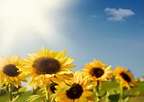 Sunflowers with sun