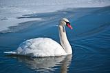 Mute Swan Swimming on an Icy Pond