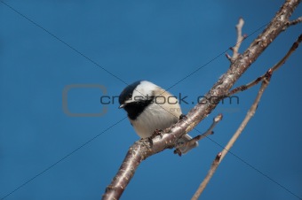Chickadee Perching on a Branch