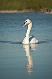 Mute Swan Swimming on a Pond