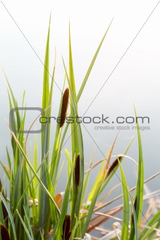 Fresh reeds spring