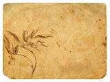 Old paper with a flower in a graphic style